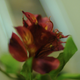 Illustration for article titled Shooting Challenge: Bokeh, Gallery 2